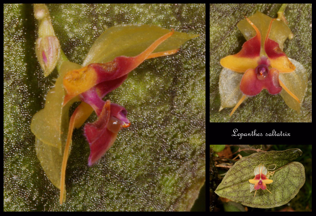Lepanthes-saltatrix3.jpg